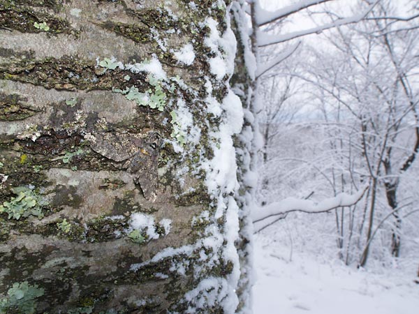 トビモンオオエダシャク