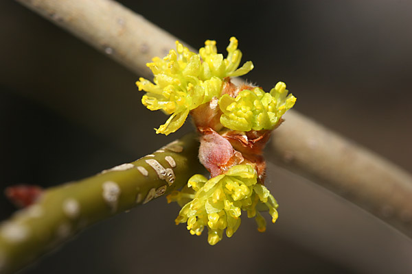 ダンコウバイの花