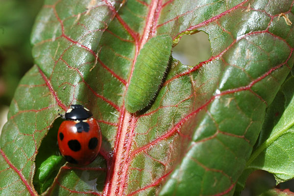 ベニシジミの幼虫