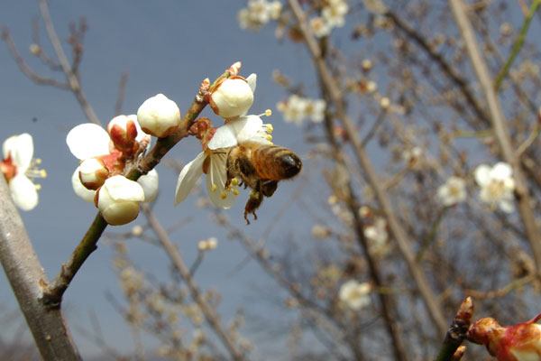 ウメの花とミツバチ