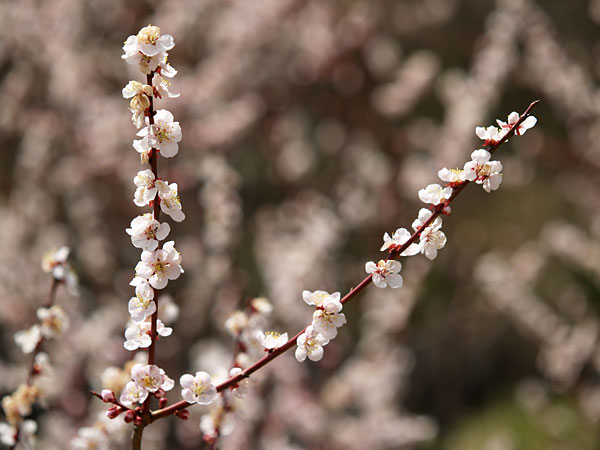 ウメの花