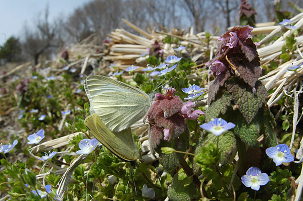 モンシロチョウの交尾