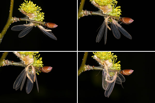 クサカゲロウの交尾