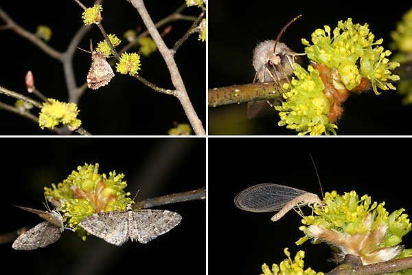 ダンコウバイに集まる夜の虫