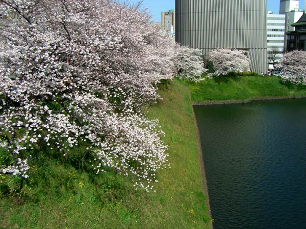 東京のサクラは満開