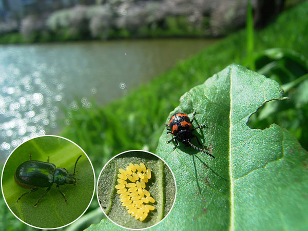 ギシギシにいたハムシ2種