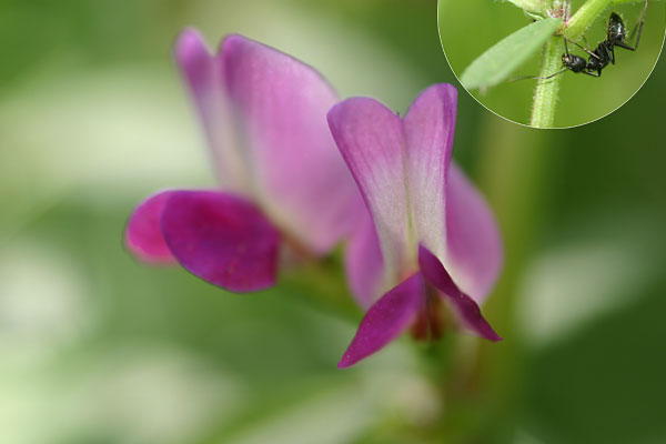 カラスノエンドウとアリ