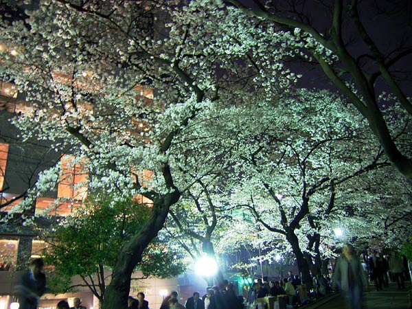 東京の夜桜