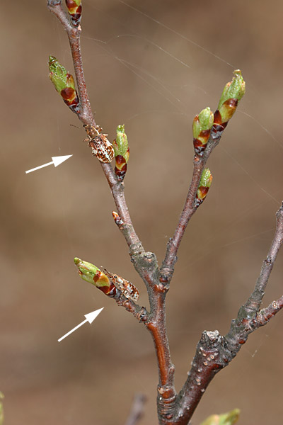 サクラにつくゾウムシ