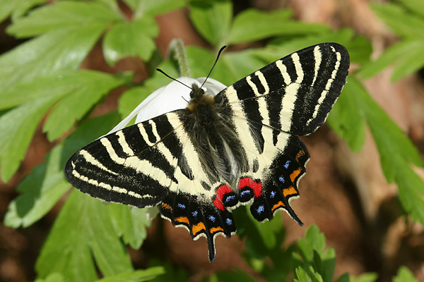 富山のギフチョウ