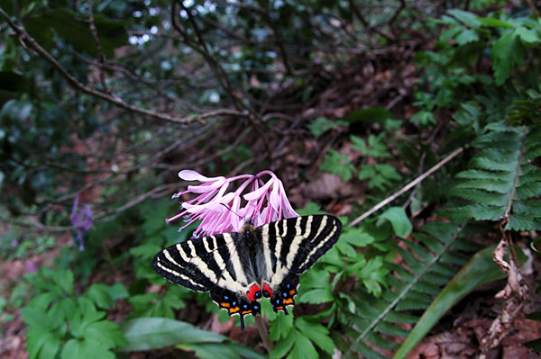 ショウジョウバカマにきたギフチョウ