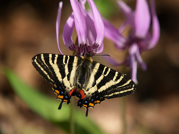 カタクリにきたギフチョウ