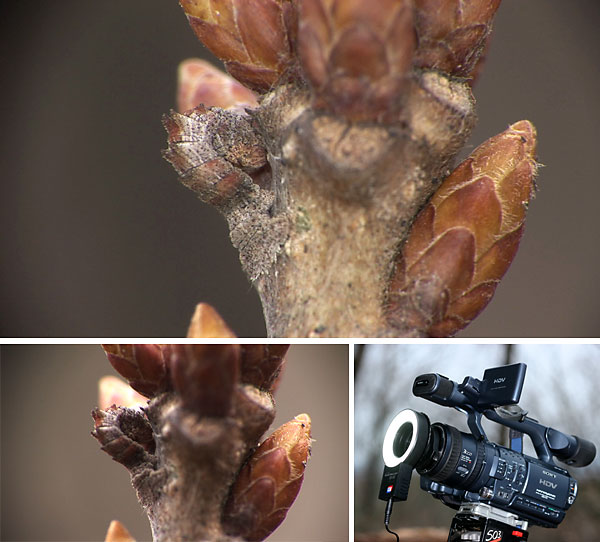 FX1にリングライトを使う