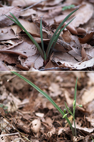 アマナとキバナアマナの蕾