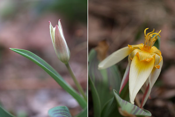 庭のチューリップ