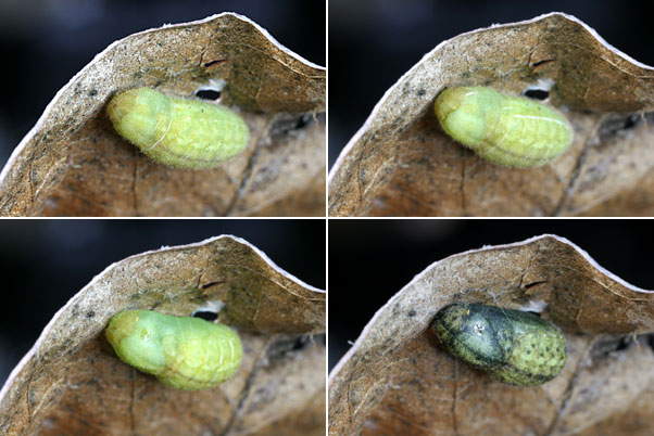 ベニシジミの蛹化