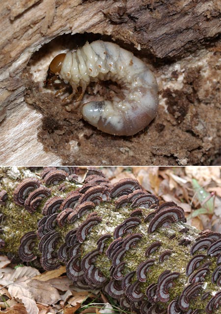 クワガタムシの幼虫