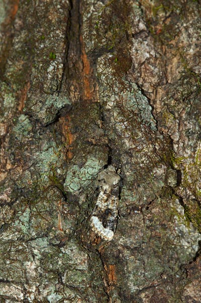 シロヘリキリガ