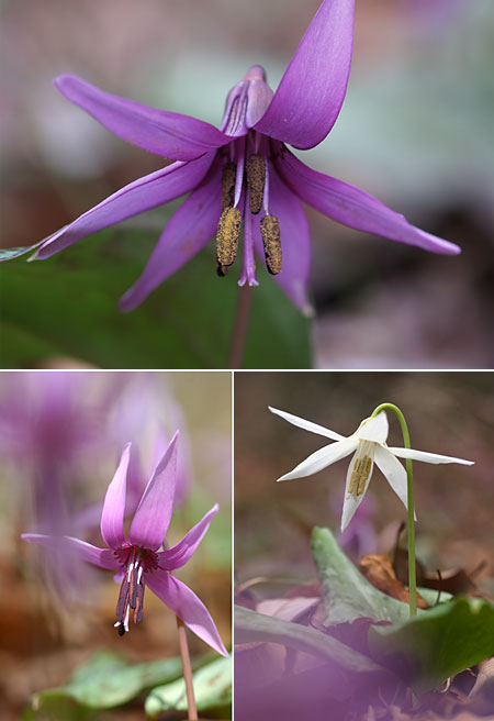 カタクリの花粉の色