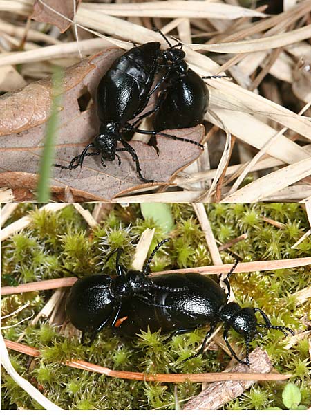 ツチハンミョウの喧嘩と求愛