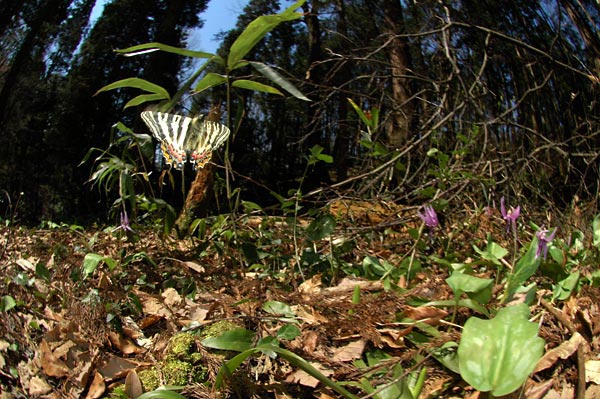 ギフチョウの飛翔