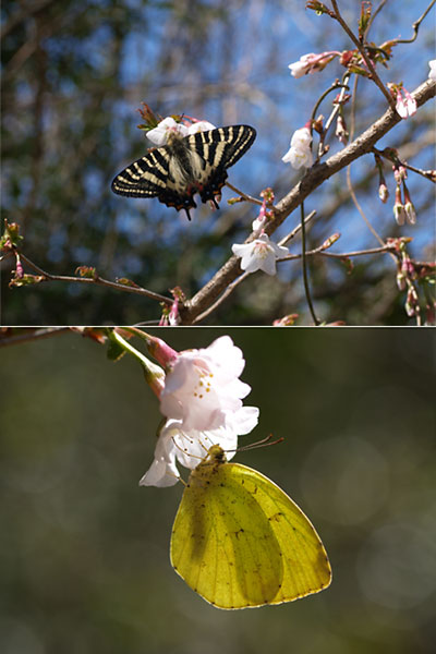 サクラに来たチョウ２種