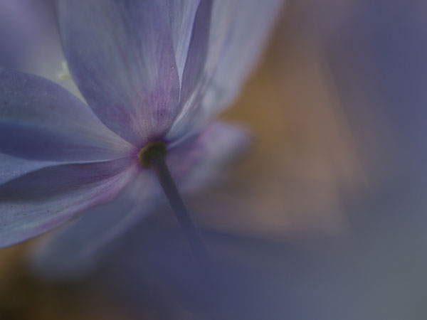 青いキクザキイチゲ