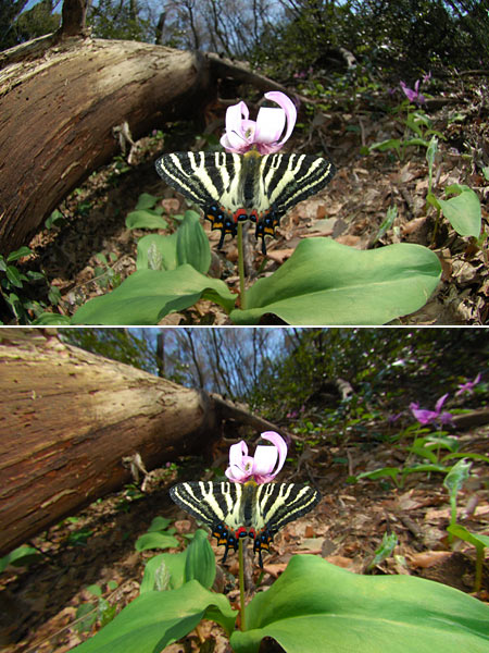 ギフチョウ、DXニッコール10.5mmとNikon Capture Editor