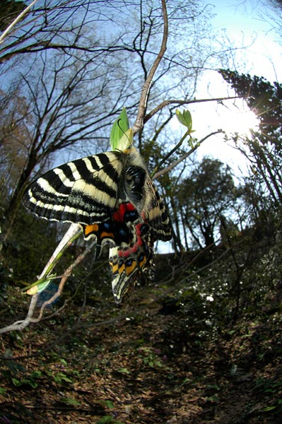 ギフチョウの交尾