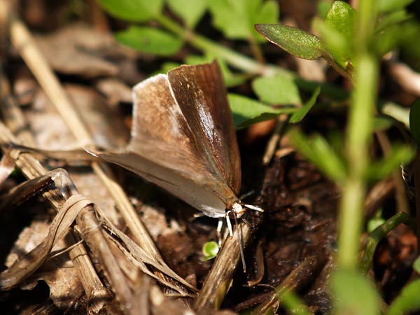 ウラギンシジミのメスの吸水