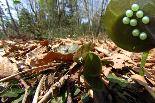ギフチョウの卵