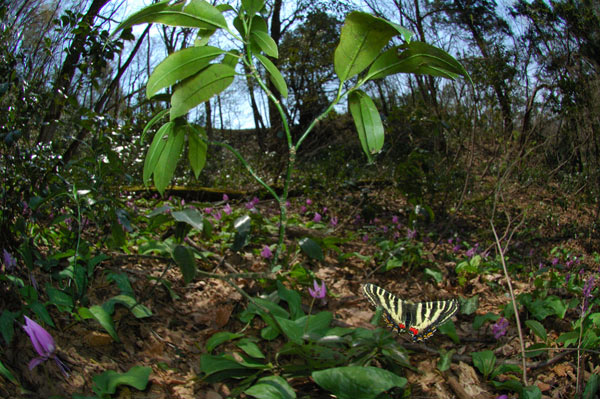 ギフチョウのすむ林