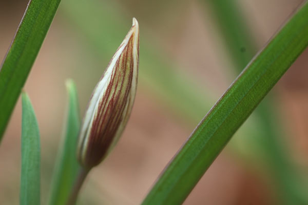 膨らんだアマナの蕾