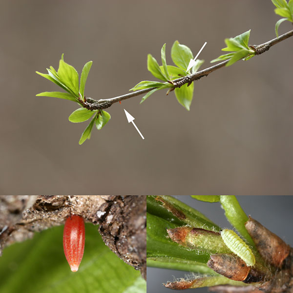 クロウメモドキにいた幼虫と卵