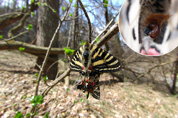 ヒメギフチョウの交尾