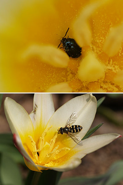 チューリップに来た虫