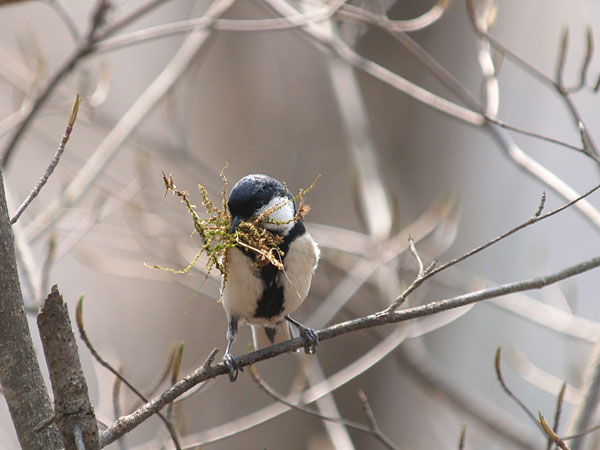 シジュウカラの巣作り