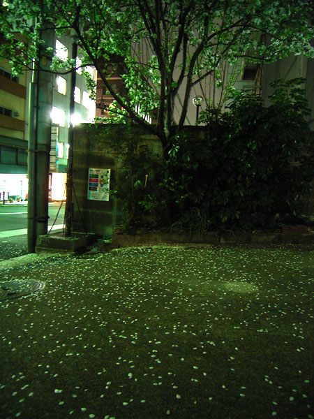 切られてしまう木