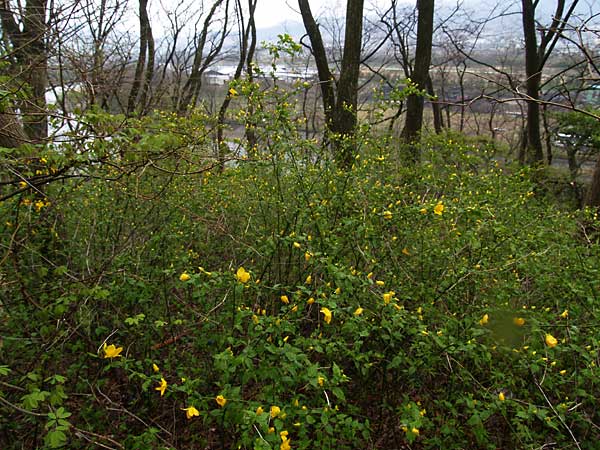 ヤマブキも咲き始め