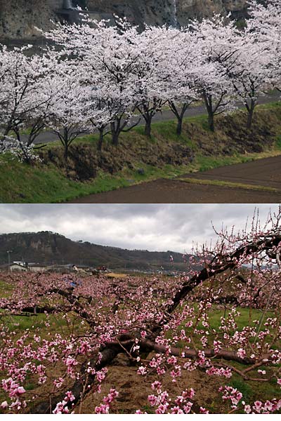 サクラとモモの花