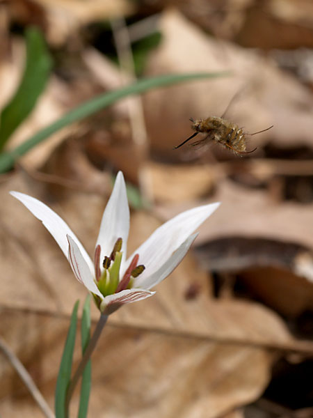 アマナとビロードツリアブ