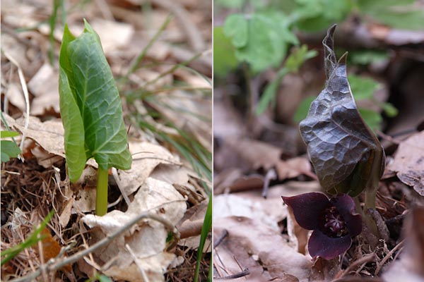 エンレイソウとウスバサイシンの芽生え