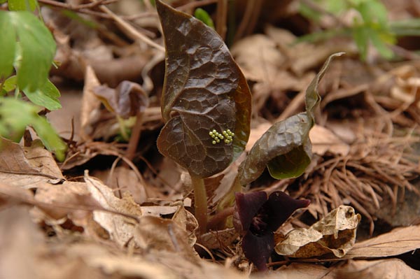 ウスバサイシンに産みつけられた卵