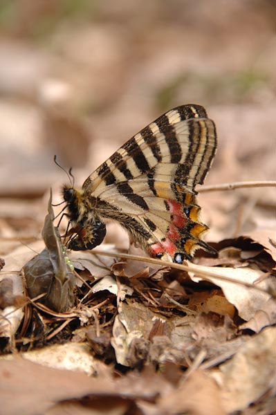 ヒメギフチョウの産卵