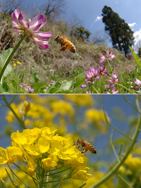 レンゲとナノハナに来たミツバチ