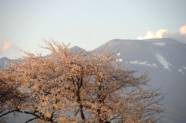 浅間と桜　夕景