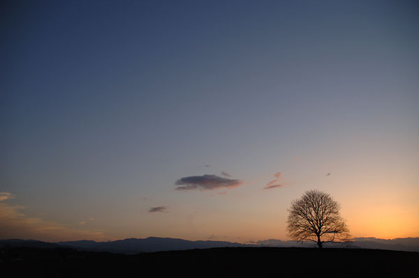 いつものクルミの木
