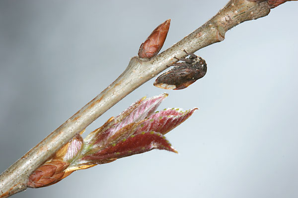 トビイロツノゼミ