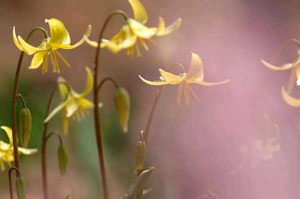 黄色いカタクリ