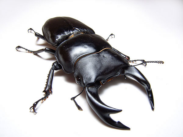 今日発表のCaplio　GX8で撮ったオオクワガタ